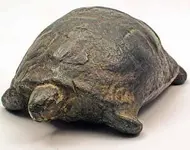 turtle_1.webp