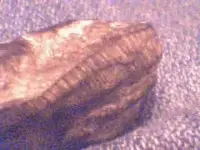 fish edge close up.webp