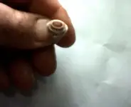ring.webp