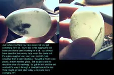 glassegg1.webp