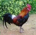 Mighty Chicken AP.webp