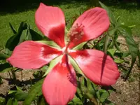 TXStar.webp