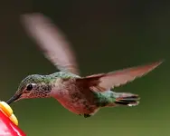 feeding.webp