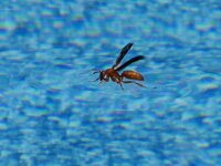Wasp getting some water.JPG