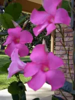 Mandevilla.webp