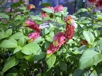 ShrimpPlant.webp