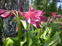 Unknown Lilly.webp