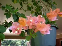 Bougainvillea1.webp