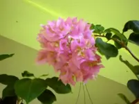 Bougainvillea2.webp