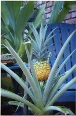 pineapple1 (2).jpg