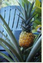 pineapple2 (2).jpg