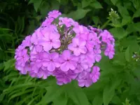f2.webp