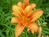 f3.webp