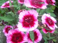f4.webp