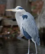 heron (Large).webp