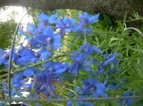 f6.webp