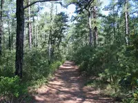 PineBarens1.webp