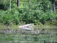 Rowboat12x.webp
