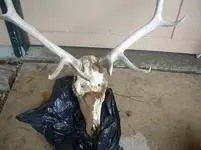 elk skull.webp