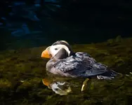 Puffin.webp