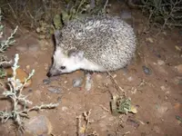 Hedgehog 27 Apr 07 002.webp