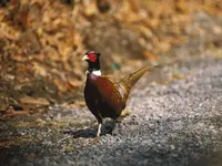 ring-necked-pheasant_691_600x450.webp