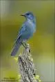 images.webp