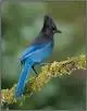 images.webp