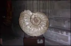 Snail - Copy.webp Snail - Copy.webp
