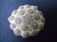 DSCN5843.webp