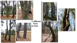 All Trees.webp All Trees.webp