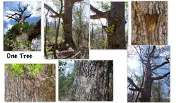 All Trees1.webp
