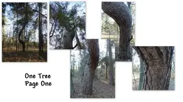 All Trees2.webp All Trees2.webp