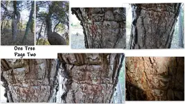 All Trees3.webp All Trees3.webp