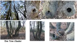 All Trees4.webp