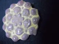 DSCN5844.webp