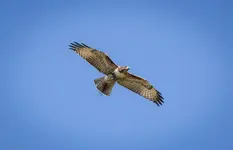 Northern Harrier smaller-1.webp