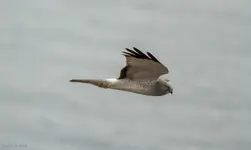 Northern Harrier-1.webp