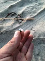 image-4228637717.webp
