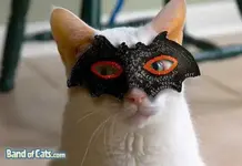 fiendcat.webp