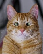 Jarvis-The-Adorable-Cross-Eyed-Ginger-Cat3.jpg