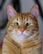 Jarvis-The-Adorable-Cross-Eyed-Ginger-Cat3.webp