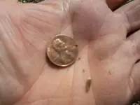 Second MD find of the year and first coin find.webp