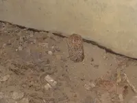 Tunnel7.webp