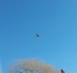 Turkey Vulture 22 Feb.14.webp Turkey Vulture 22 Feb.14.webp