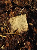 image-1114759586.webp