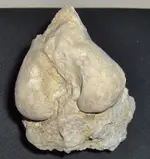 knee1.webp