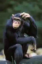 ape.webp