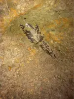 image-1790570746.webp