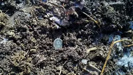 1723_halfpenny_3-8-2014-2.webp